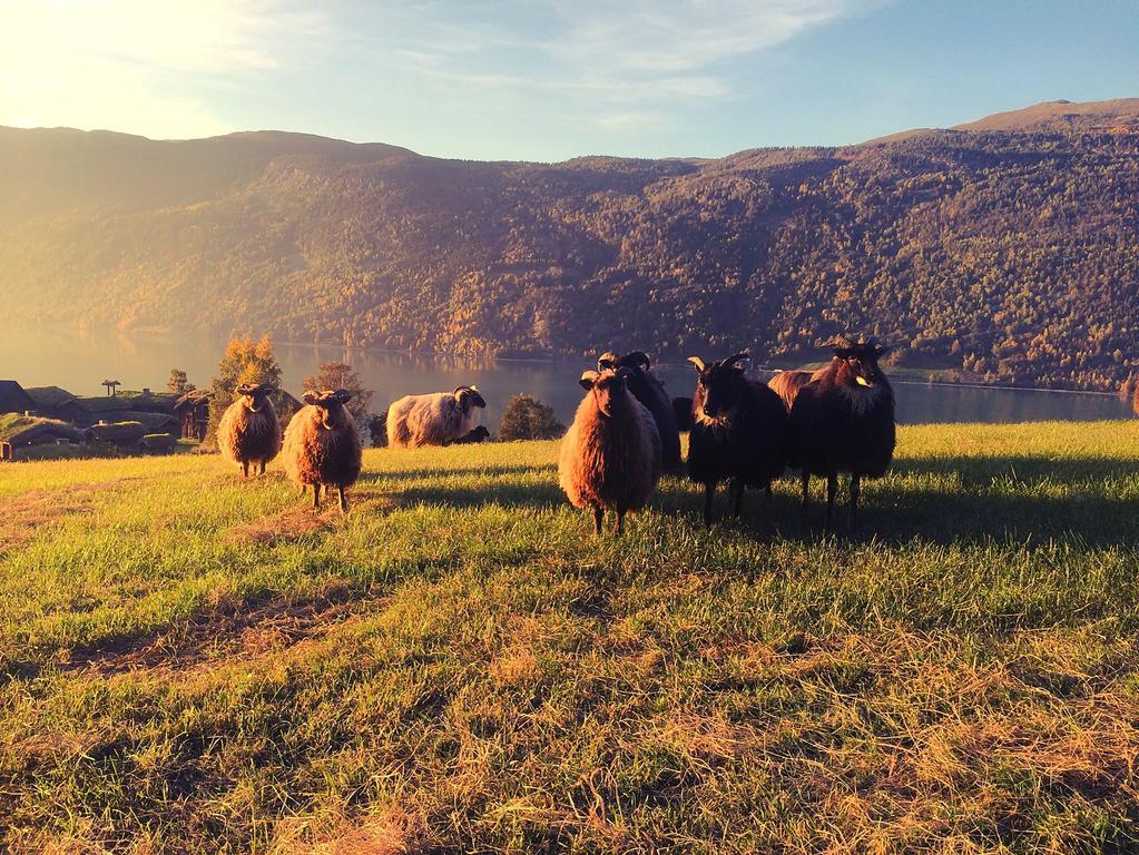 Séjour à la ferme Sygard *