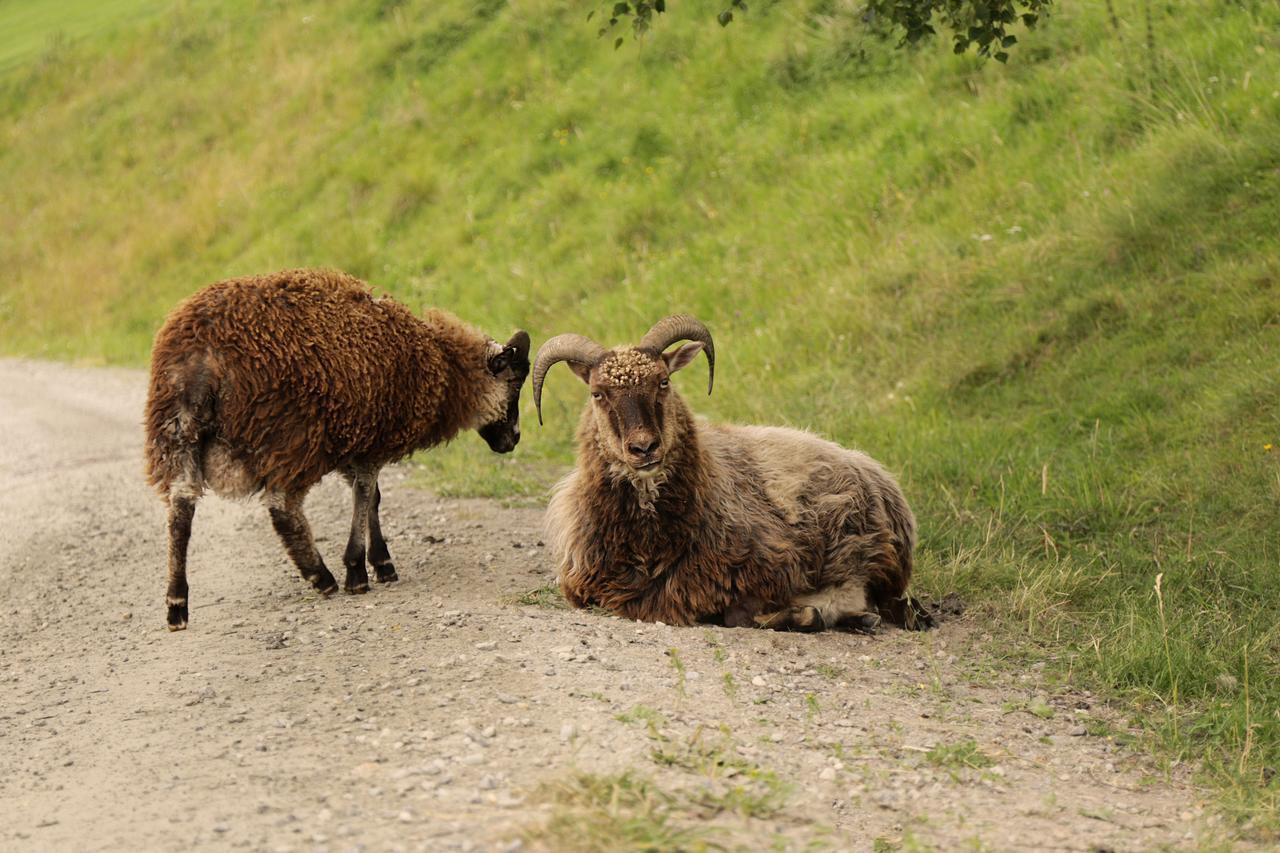 Sygard Séjour à la ferme